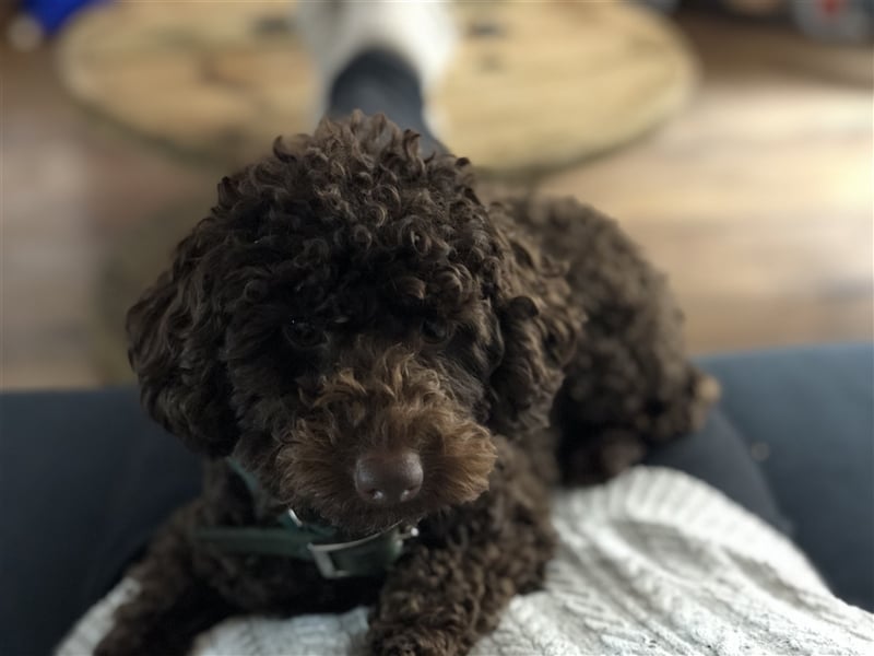 Deckrüde Toy Pudel Dark Schoko braun 27 cm 3kg Farbhaltend erfahrener Deckrüde