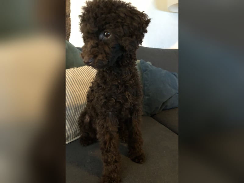 Deckrüde Toy Pudel Dark Schoko braun 27 cm 3kg Farbhaltend erfahrener Deckrüde