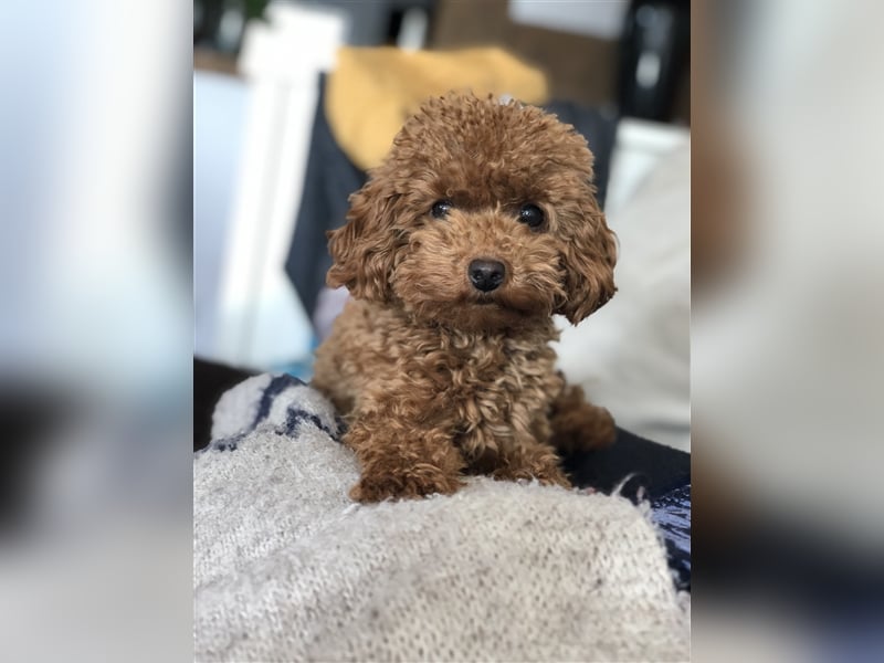 Toy Pudel asiatische rote Linie 23 cm Deckrüde aus China red braun Aprico