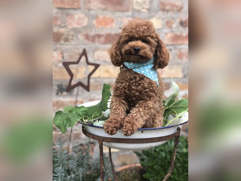 Toy Pudel asiatische rote Linie 23 cm Deckrüde aus China red braun Aprico