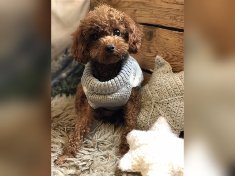 Toy Pudel asiatische rote Linie 23 cm Deckrüde aus China red braun Aprico