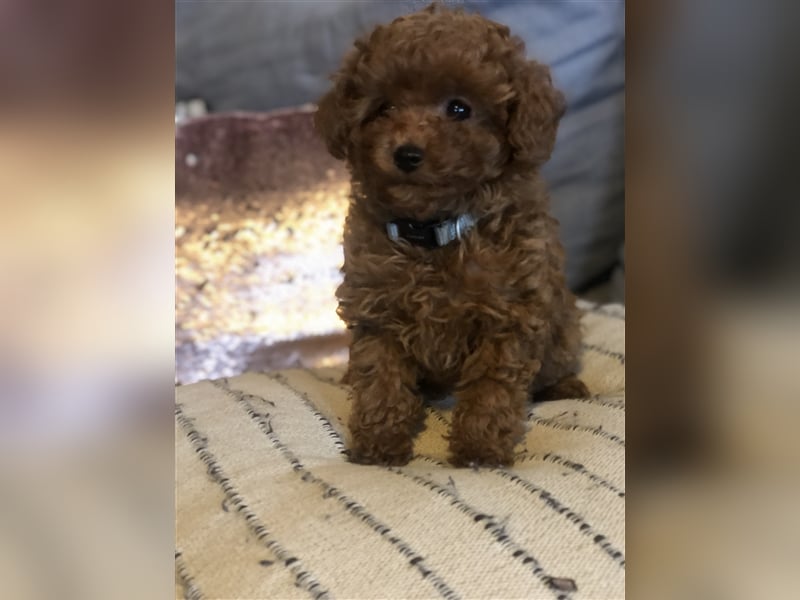 Toy Pudel asiatische rote Linie 23 cm Deckrüde aus China red braun Aprico