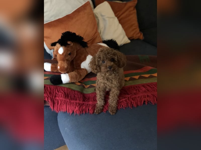 Toy Pudel asiatische rote Linie 23 cm Deckrüde aus China red braun Aprico