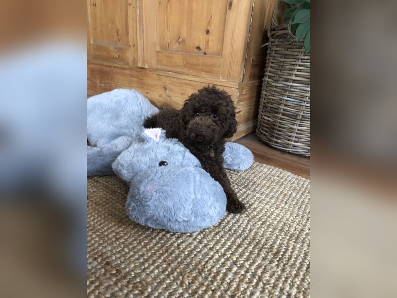 Deckrüde Toy Pudel Dark Schoko braun 27 cm 3kg Farbhaltend erfahrener Deckrüde