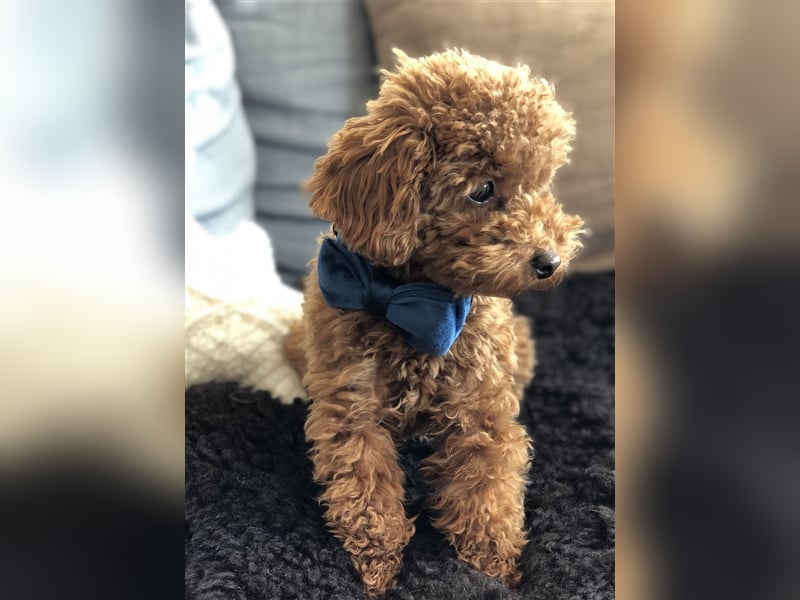 Toy Pudel asiatische rote Linie 23 cm Deckrüde aus China red braun Aprico