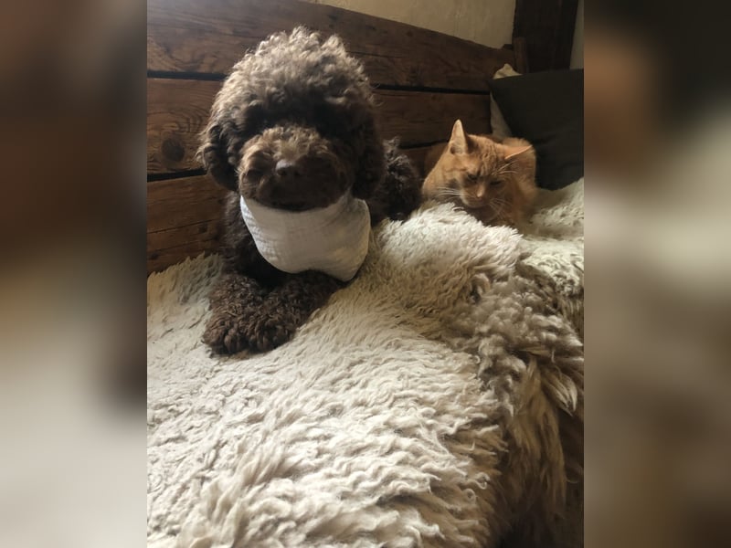 Deckrüde Toy Pudel Dark Schoko braun 27 cm 3kg Farbhaltend erfahrener Deckrüde