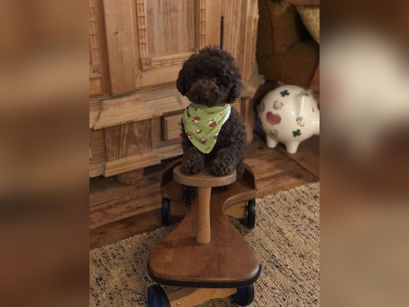 Deckrüde Toy Pudel Dark Schoko braun 27 cm 3kg Farbhaltend erfahrener Deckrüde