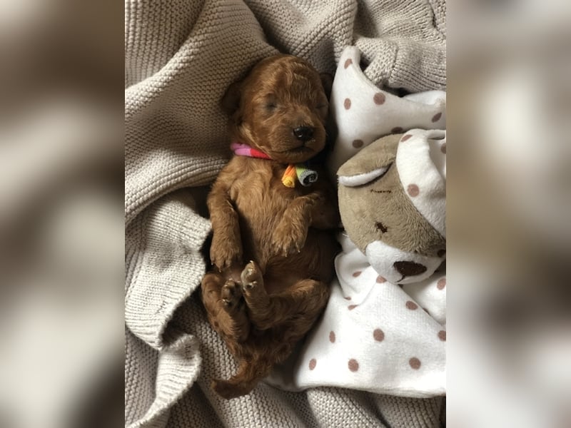 Toy Pudel asiatische rote Linie 23 cm Deckrüde aus China red braun Aprico