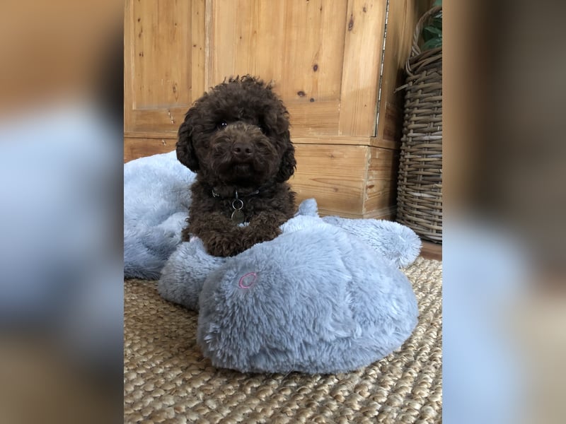 Deckrüde Toy Pudel Dark Schoko braun 27 cm 3kg Farbhaltend erfahrener Deckrüde