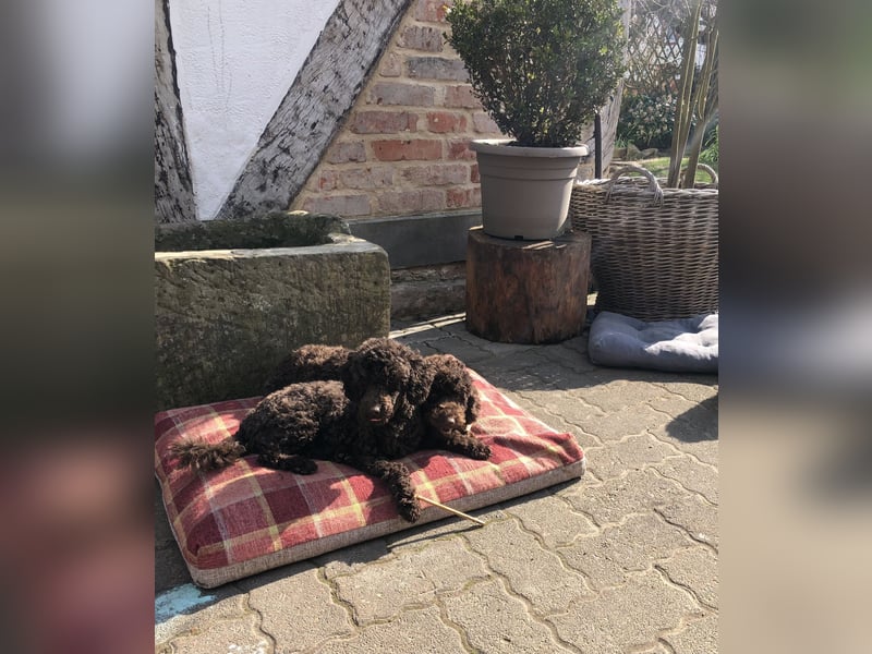 Deckrüde Toy Pudel Dark Schoko braun 27 cm 3kg Farbhaltend erfahrener Deckrüde