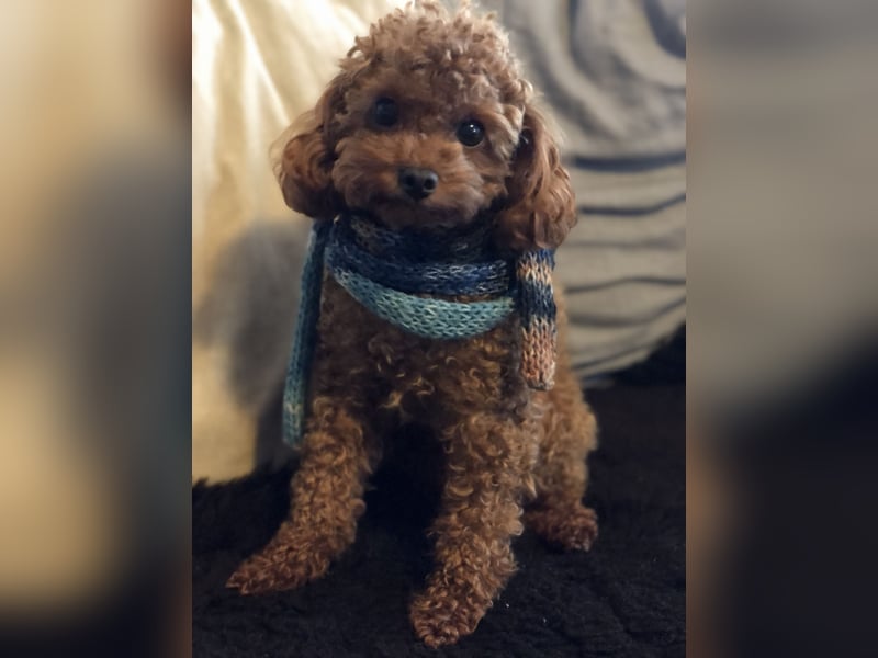 Toy Pudel asiatische rote Linie 23 cm Deckrüde aus China red braun Aprico