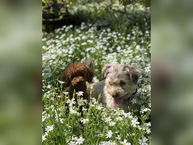 Toy Pudel asiatische rote Linie 23 cm Deckrüde aus China red braun Aprico