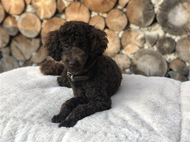 Deckrüde Toy Pudel Dark Schoko braun 27 cm 3kg Farbhaltend erfahrener Deckrüde