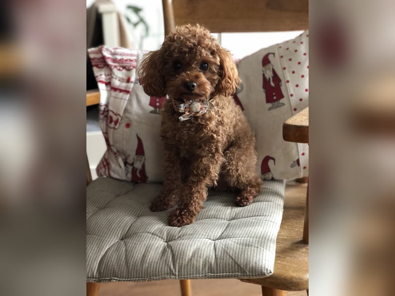 Toy Pudel asiatische rote Linie 23 cm Deckrüde aus China red braun Aprico