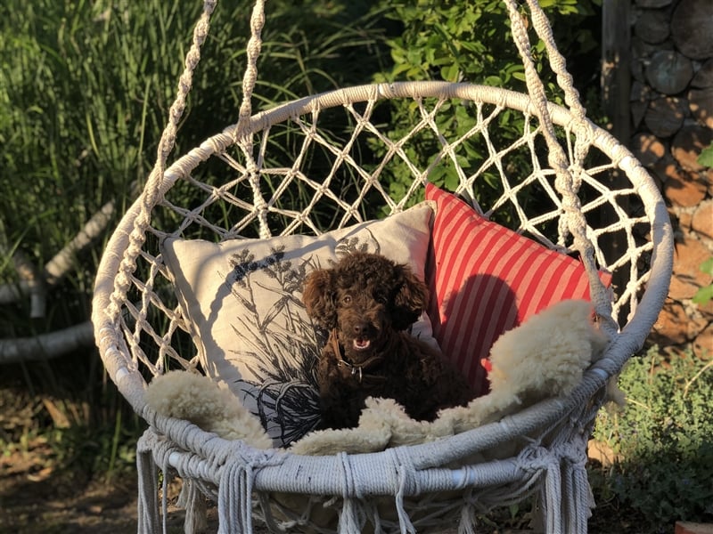 Deckrüde Toy Pudel Dark Schoko braun 27 cm 3kg Farbhaltend erfahrener Deckrüde