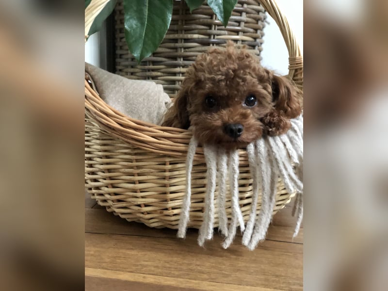 Toy Pudel asiatische rote Linie 23 cm Deckrüde aus China red braun Aprico