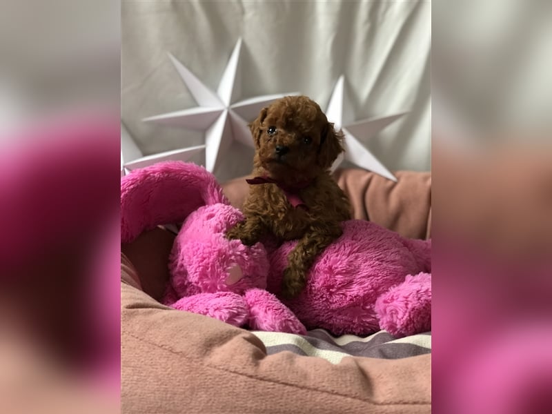 Toy Pudel asiatische rote Linie 23 cm Deckrüde aus China red braun Aprico