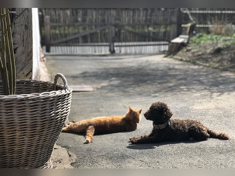 Deckrüde Toy Pudel Dark Schoko braun 27 cm 3kg Farbhaltend erfahrener Deckrüde