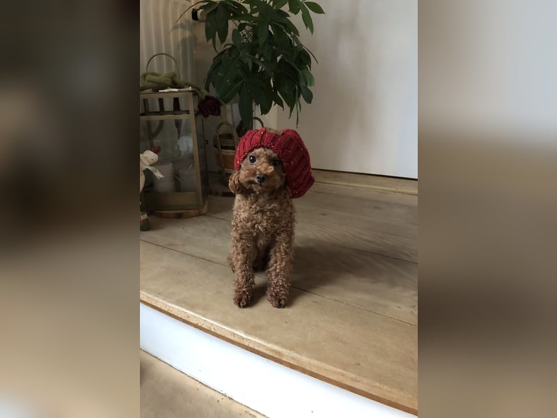 Toy Pudel asiatische rote Linie 23 cm Deckrüde aus China red braun Aprico