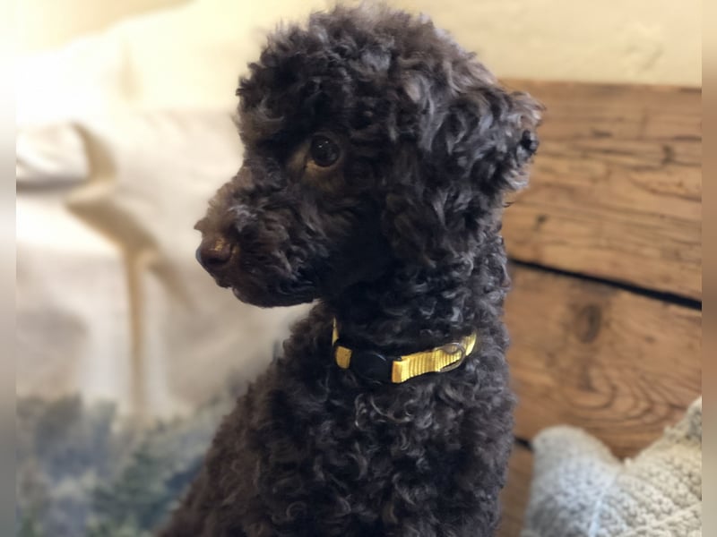 Deckrüde Toy Pudel Dark Schoko braun 27 cm 3kg Farbhaltend erfahrener Deckrüde