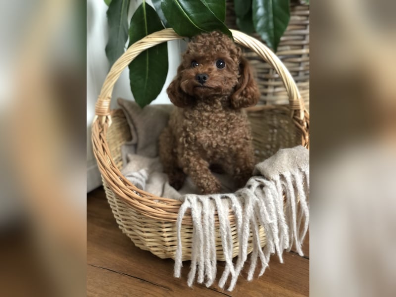 Toy Pudel asiatische rote Linie 23 cm Deckrüde aus China red braun Aprico