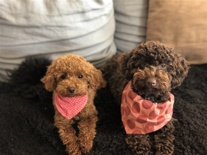 Toy Pudel asiatische rote Linie 23 cm Deckrüde aus China red braun Aprico