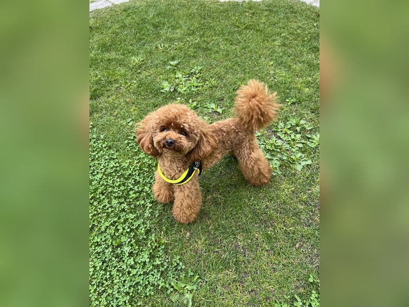 Erfahrener Toy-Pudel Rüde Deckrüde mit Papiere