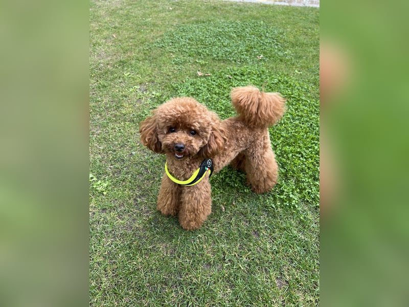 Erfahrener Toy-Pudel Rüde Deckrüde mit Papiere