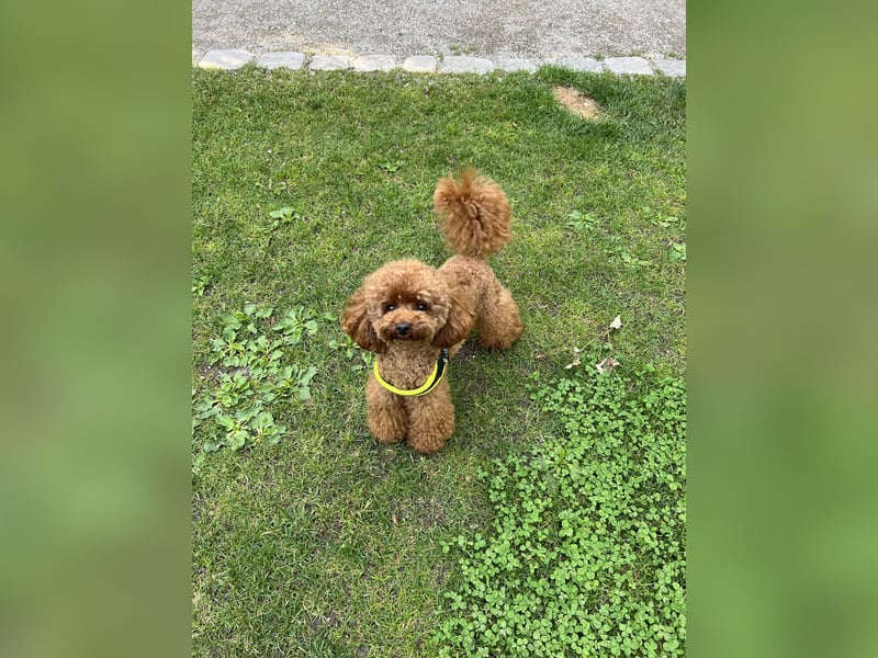 Erfahrener Toy-Pudel Rüde Deckrüde mit Papiere