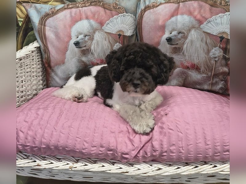 Marmor sucht ein Zuhause (Vermittlungshilfe)