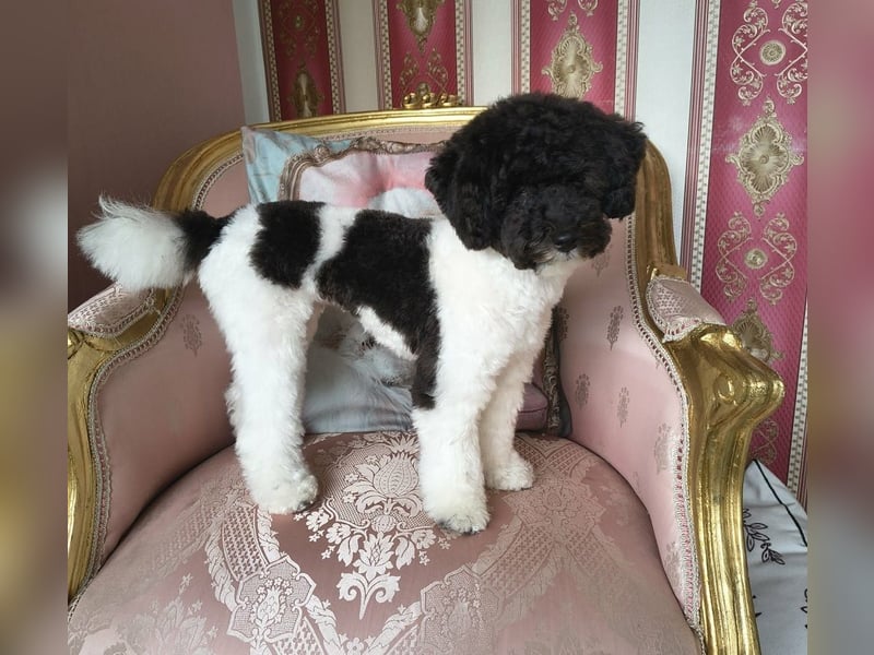 Marmor sucht ein Zuhause (Vermittlungshilfe)