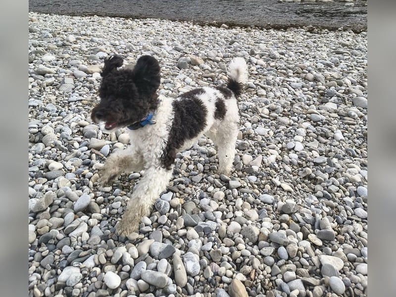 Marmor sucht ein Zuhause (Vermittlungshilfe)