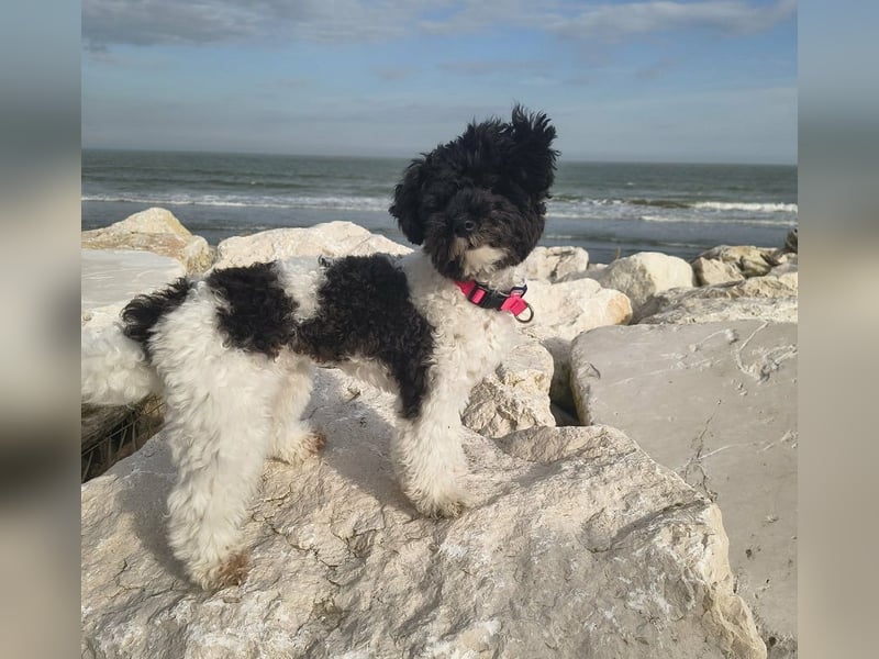 Marmor sucht ein Zuhause (Vermittlungshilfe)