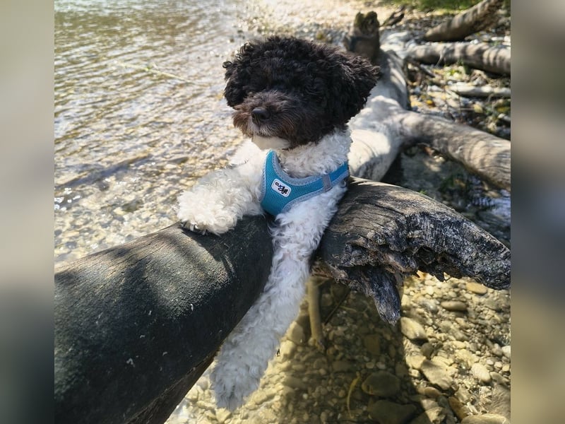 Marmor sucht ein Zuhause (Vermittlungshilfe)