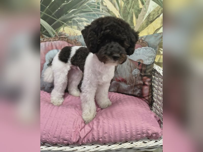 Marmor sucht ein Zuhause (Vermittlungshilfe)