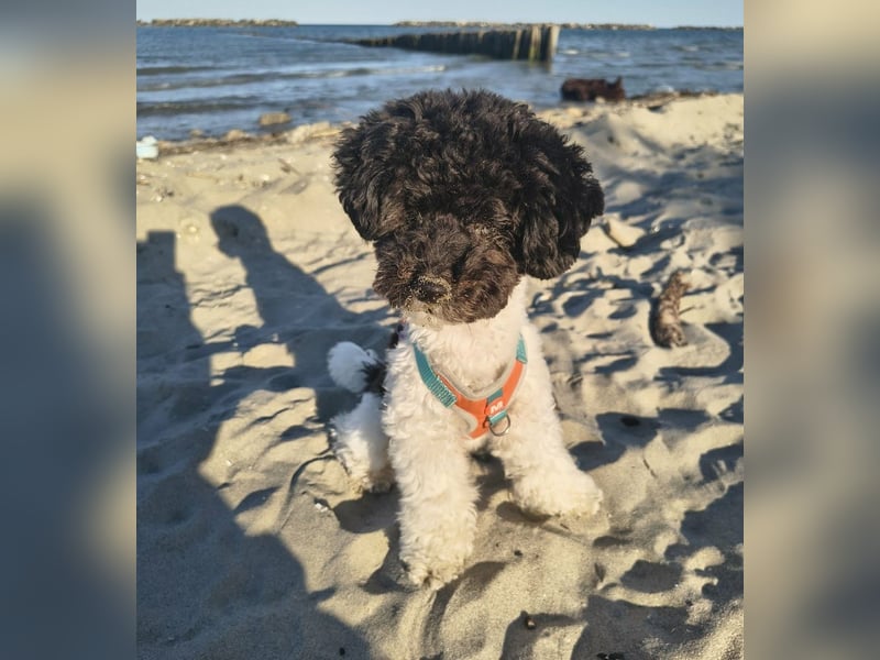 Marmor sucht ein Zuhause (Vermittlungshilfe)