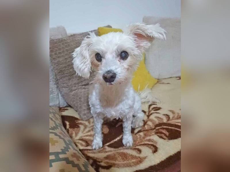 Toypudel Coco sucht besonders liebevolle Menschen