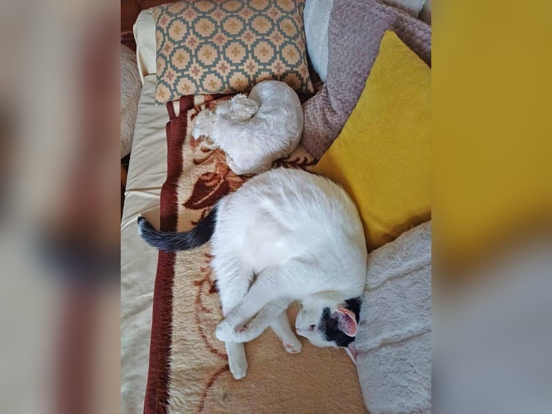 Toypudel Coco sucht besonders liebevolle Menschen