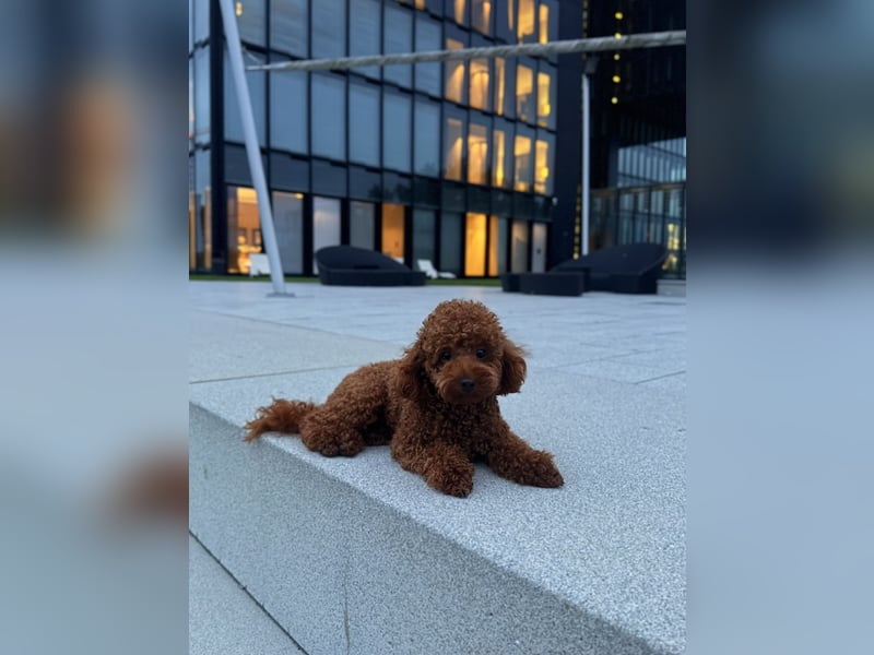 Wunderschöner Toy-Pudel Deckrüde wartet auf Damenbesuch