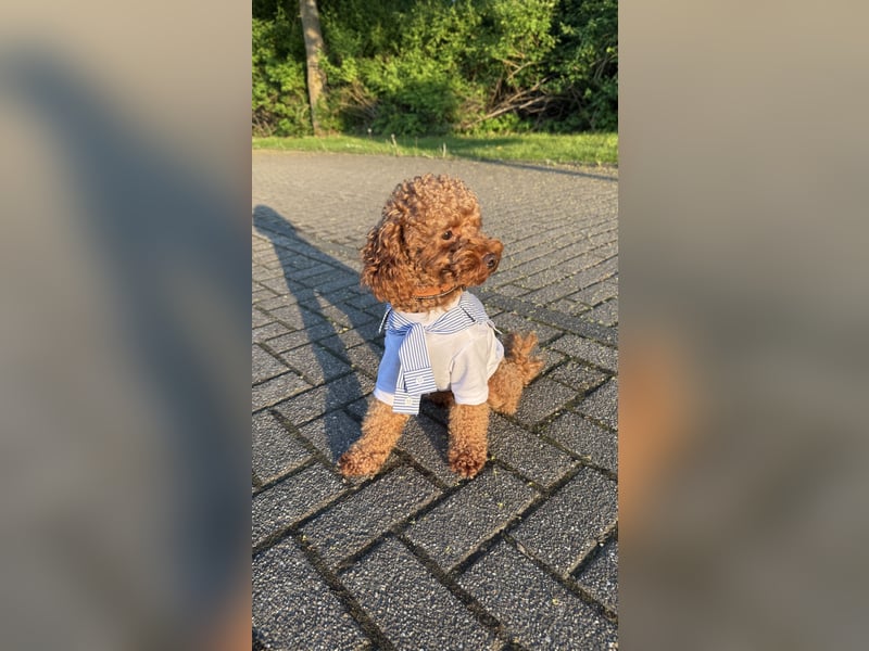Wunderschöner Toy-Pudel Deckrüde wartet auf Damenbesuch