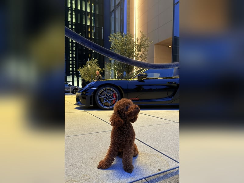 Wunderschöner Toy-Pudel Deckrüde wartet auf Damenbesuch