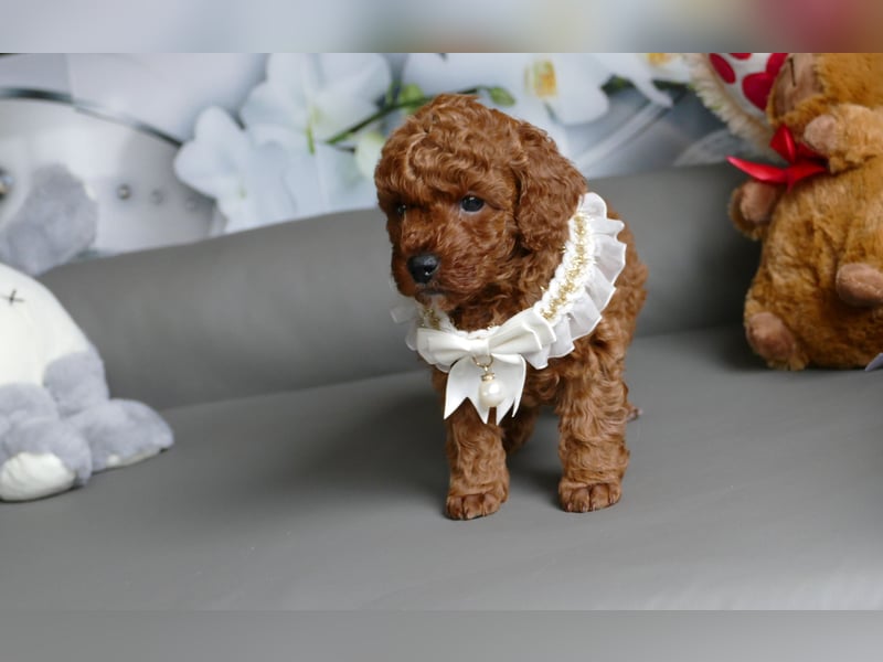 Bezaubernde Toypudel/Zwergpudel Welpen mit Ahnentafel