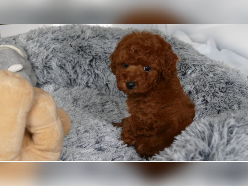 Wunderschöne Toypudel/Zwergpudel Welpen