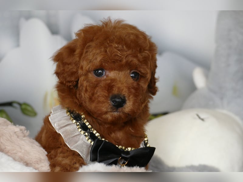 Wunderschöne Toypudel/Zwergpudel Welpen