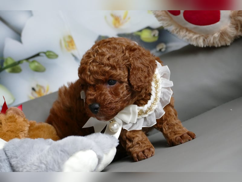 Bezaubernde Toypudel/Zwergpudel Welpen mit Ahnentafel