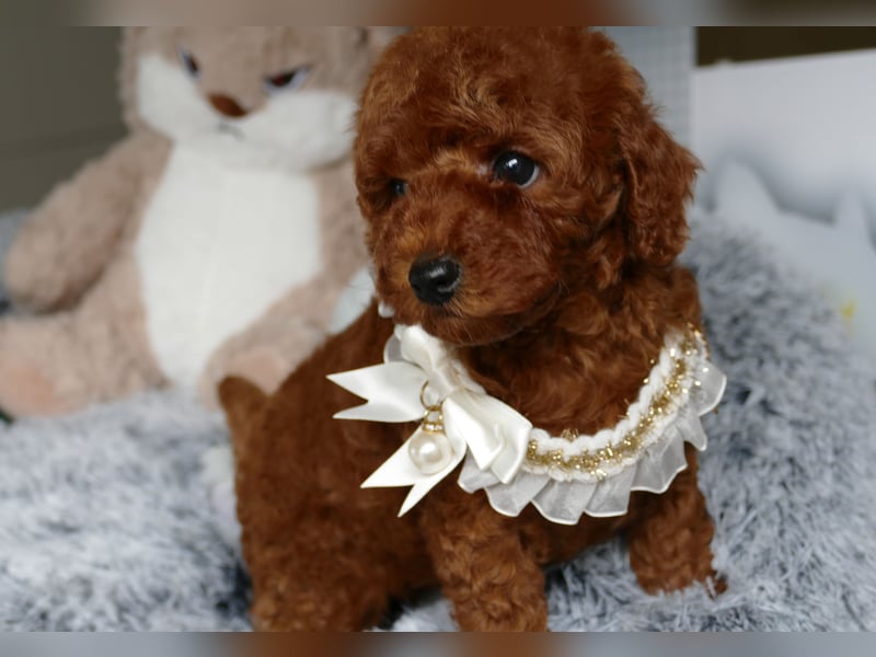 Wunderschöne Toypudel/Zwergpudel Welpen