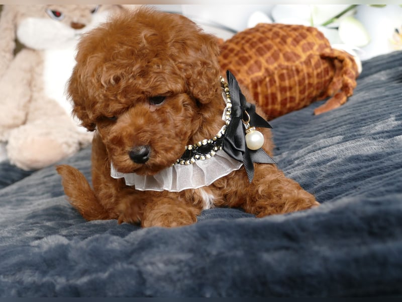 Wunderschöne Toypudel/Zwergpudel Welpen