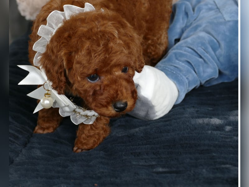 Wunderschöne Toypudel/Zwergpudel Welpen