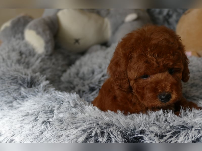 Wunderschöne Toypudel/Zwergpudel Welpen