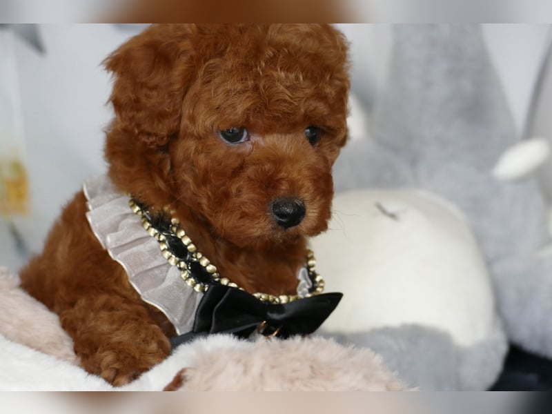 Wunderschöne Toypudel/Zwergpudel Welpen